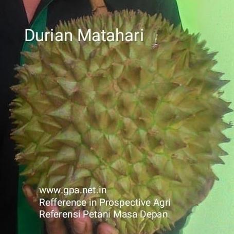 Entres Durian Matahari (5 Entres)