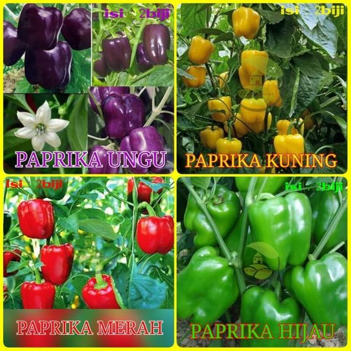 benih bibit paprika/benih cabe paprika