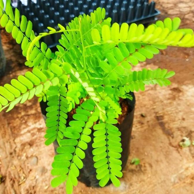 Saga Bibit Daun saga Bibit saga Tanaman saga