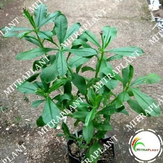 Bibit Tanaman Ginseng Jawa - Pohon Ginseng Jawa - Tanaman Herbal