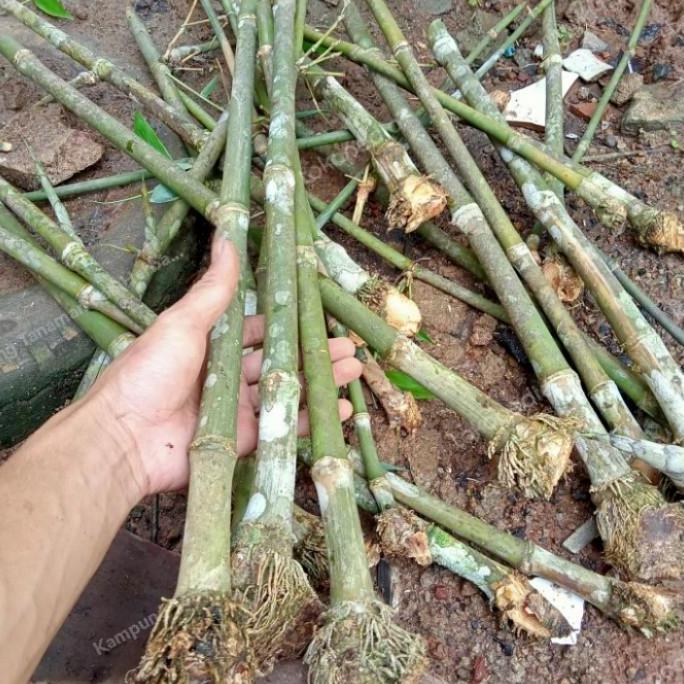 Bibit Bambu Petung Besar/ Bambu Rebung