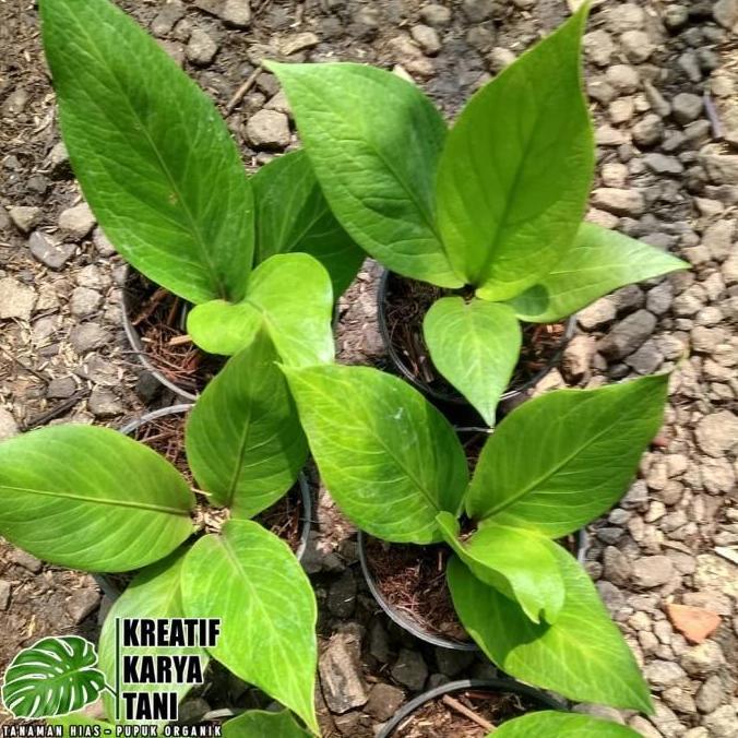 Tanaman hias anthurium jemani cobra catalog - Jemani kobra katalog