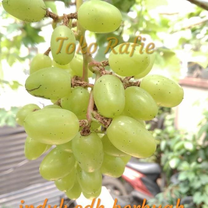 Entres Anggur Import Transfigurasi Trans, Mata Tunas. Hrg per 1 Matun