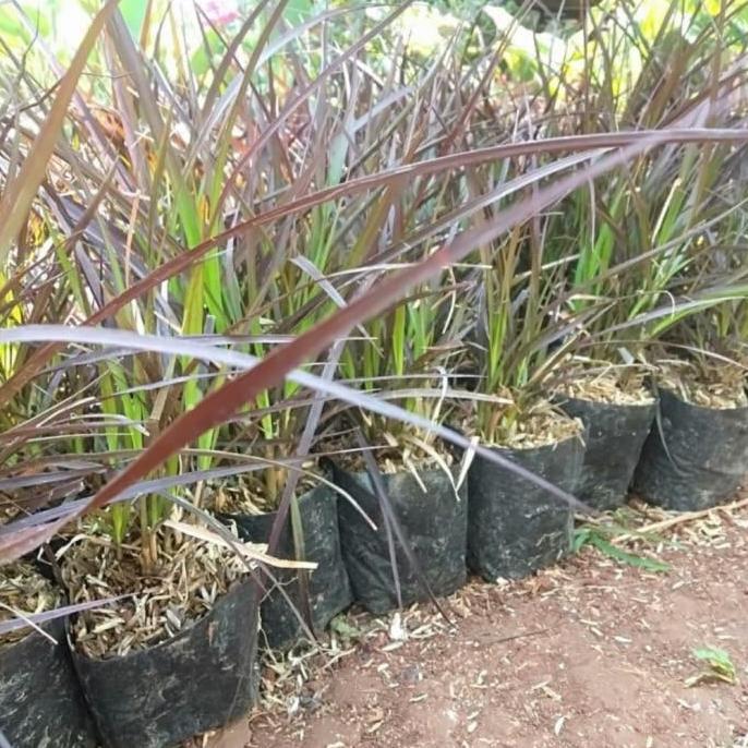 tanaman hias alang alang merah - pohon alang alang merah