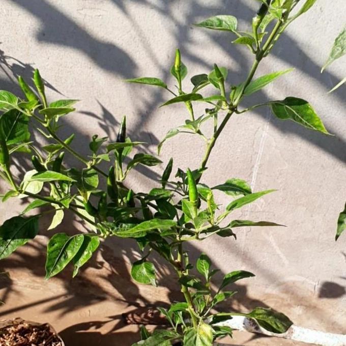 bibit tanaman pohon cengek, gojek/grab only, bibit cengek domba