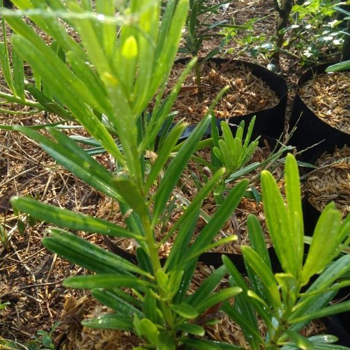 Tanaman bibit lo han sung