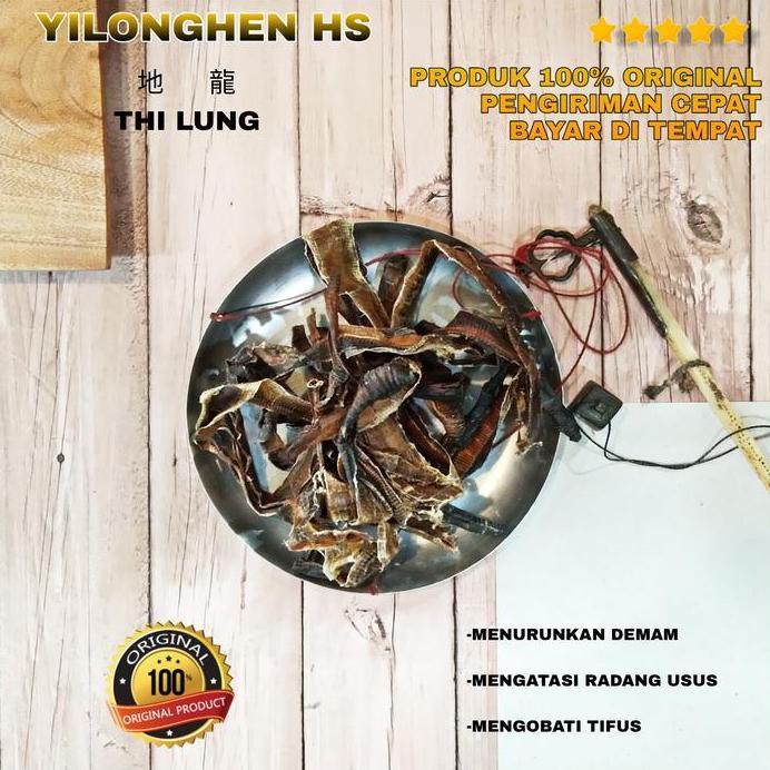 Thi Lung Cacing Tanah Lumbricus Rubellus Kering 1 Liong Obat Tifus