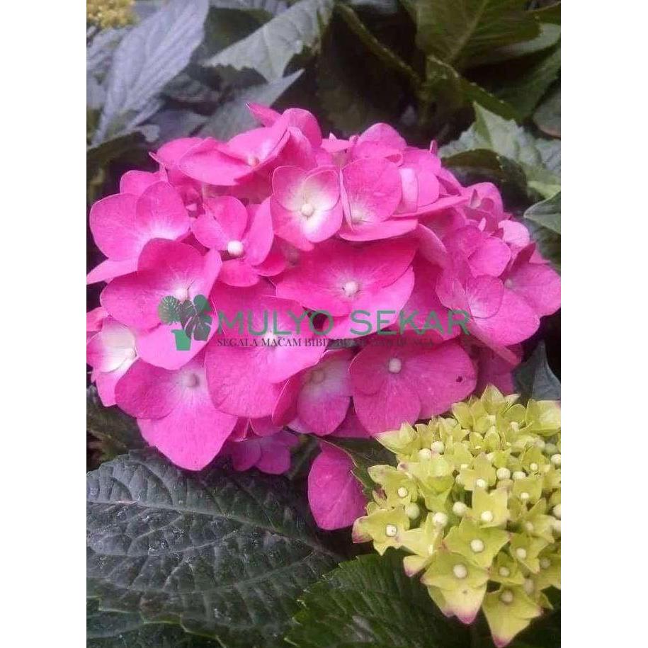 Tanaman Pancawarna Berbunga Hortensia holland sudah berbunga