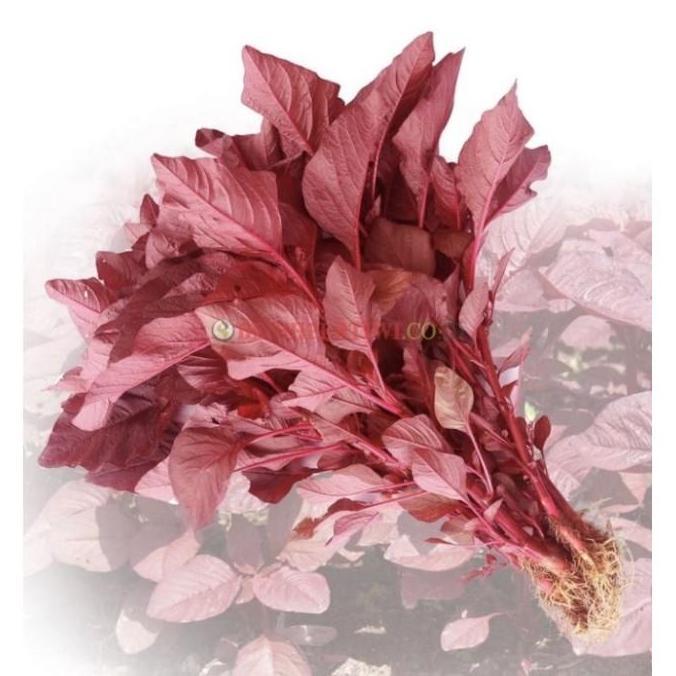 ( 500 gram ) Benih bayam merah PERTIWI 500gr bibit bayam merah pertiwi