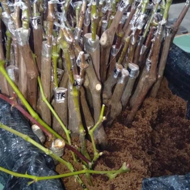 paket murah 6 bibit anggur import Cutting/Grafting-(3)