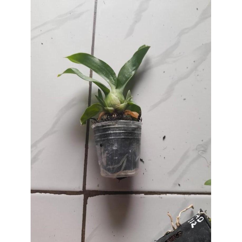 Seedling Anggrek Grammatophyllum Martae