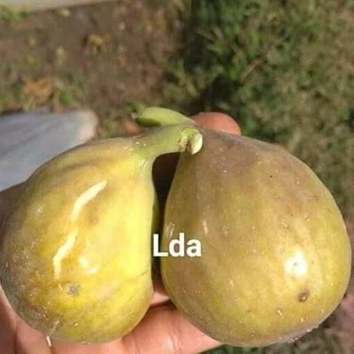 Bibit buah tin jenis LDA (long de aout)