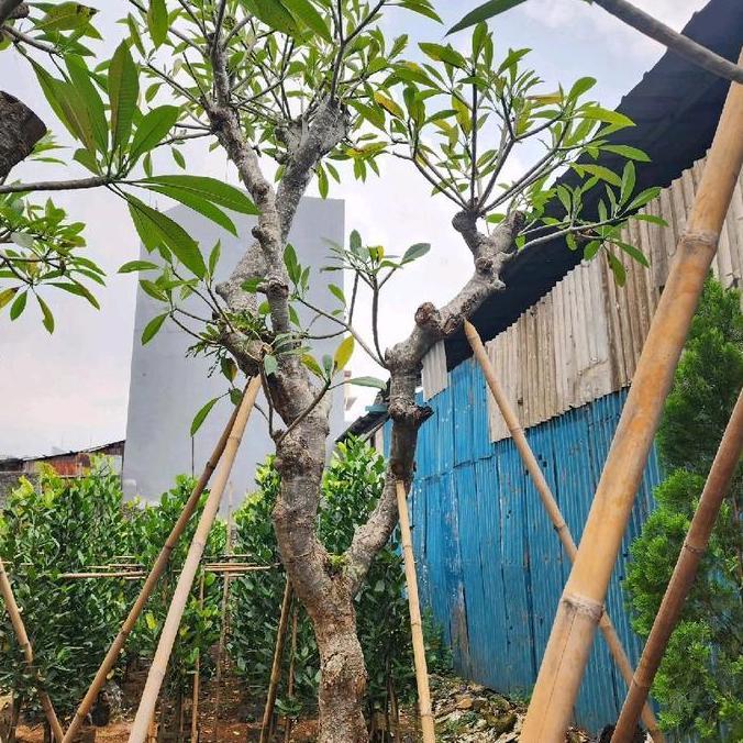 Terlaris Pohon Kamboja Fosil Besar / Jual Pohon Kamboja Fosil Super / Pohon Kamboja Fosil Diameter B