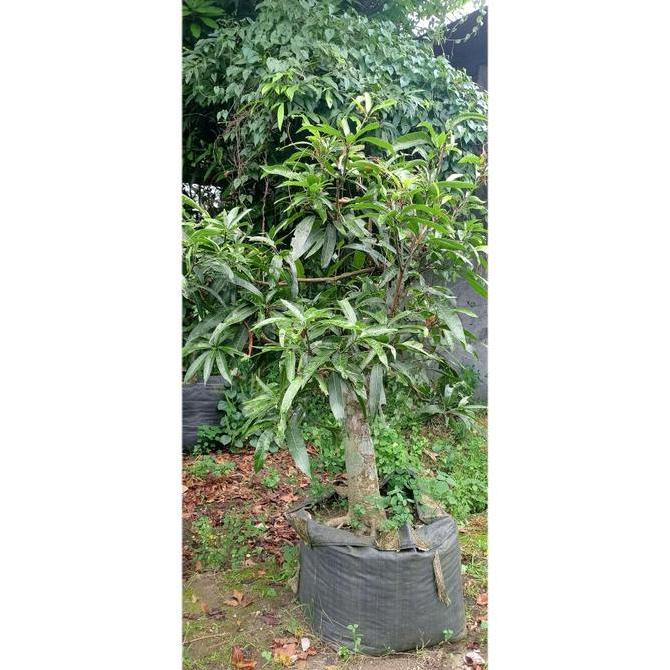 Terlaris Pohon Bonsai Mangga Miyazaki - Tanaman Pohon Mangga Miyazaki Spek Bonsai
