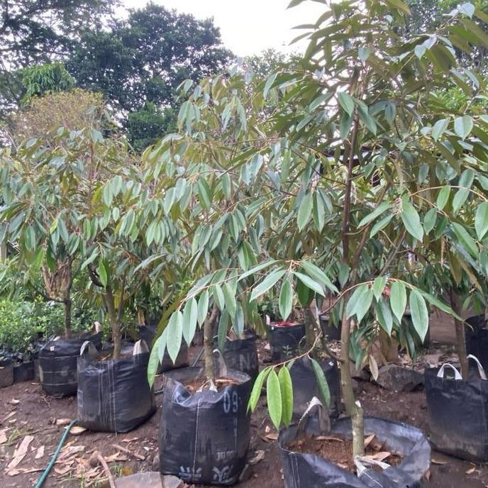 Terlaris Pohon Durian Ochee / Pohon Durian Duri Hitam / Duri Hitam
