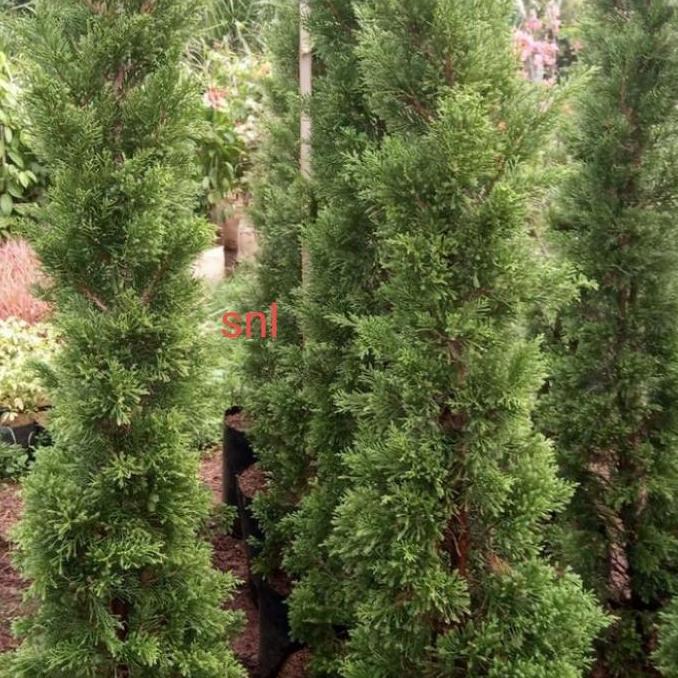 Terlaris Tanaman Hias Cemara Lilin 2Meter/Cemara Natal