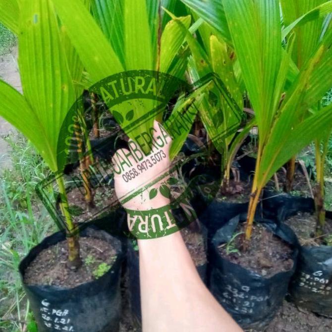 Terlaris Kelapa Kopyor Genjah Hasil Kultur Jaringan