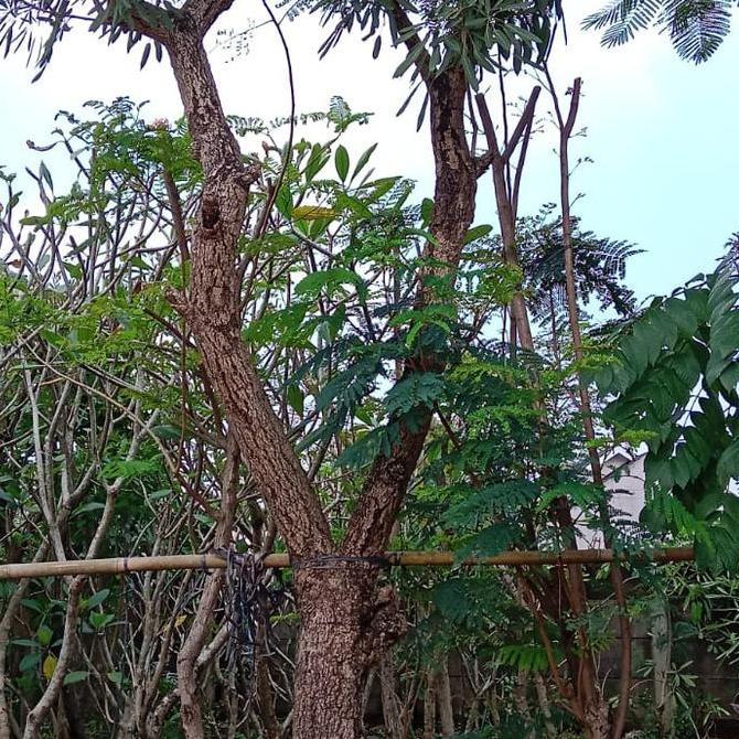 Terlaris Tanaman Hias Pohon Tabebuya Bunga Kuning Batang Besar