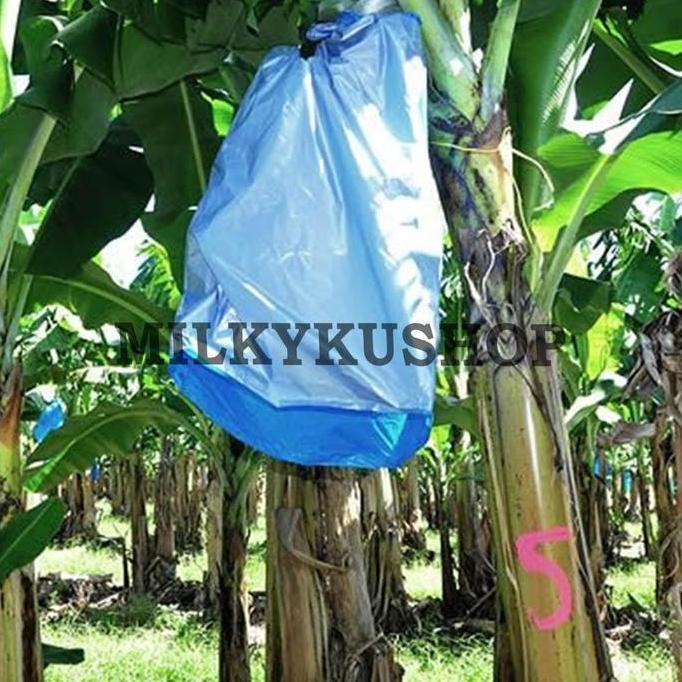 FRUIT COVER BERAT 1 KG PLASTIK METERAN PEMBUNGKUS BUAH BESAR PISANG