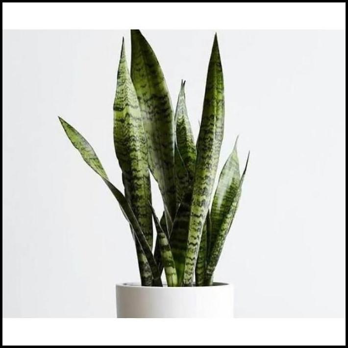 TERLARIS LIDAH MERTUA SANSEVIERIA SANSIVERA HIJAU MUDA SANSIVERA GREEN TINGGI 30-40 
