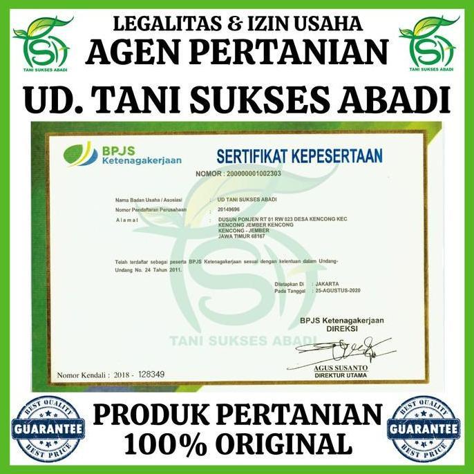 Benih Cabai Besar BAJA F1 1500 Biji - Bibit Cabe Cap Panah Merah