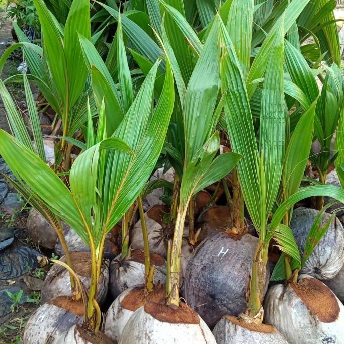 Bibit kelapa hibrida super genjah