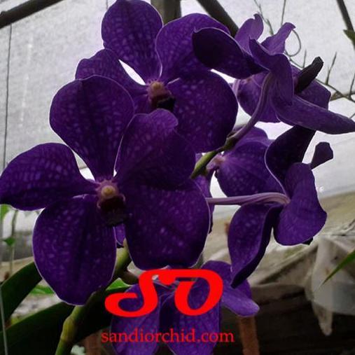 [ DEWASA ] Vanda Pachara Delight : Kecantikan Safir Gelap yang Sulit Dilupakan