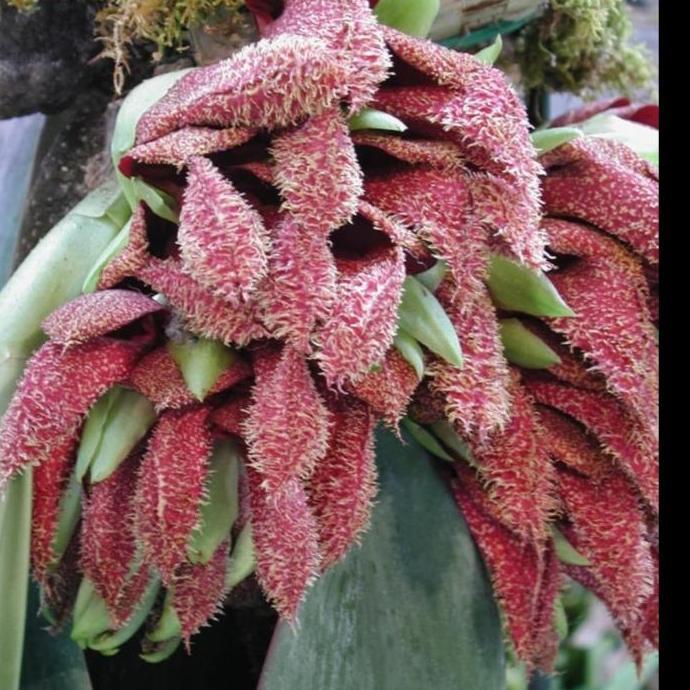 [ DEWASA ] Bulbophyllum phalaenopsis - Anggrek Dasi Super Langka Koleksi Eksotis Papua