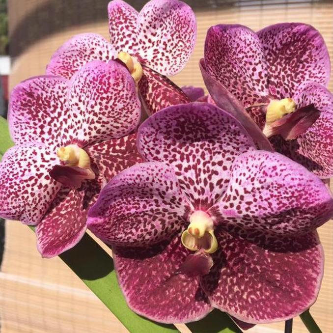 [ SPIKE ] Vanda Ratchaburi Sirirattana ( Vanda Rattana x Sirilak )