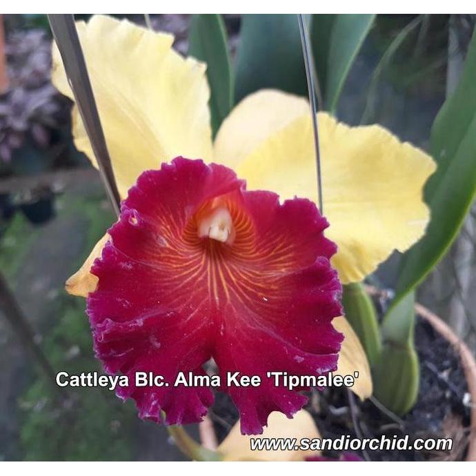 Cattleya Blc. Alma Kee 'Tipmalee'