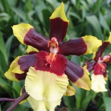 SPIKE Oncidium Wildcat "Rainbow"