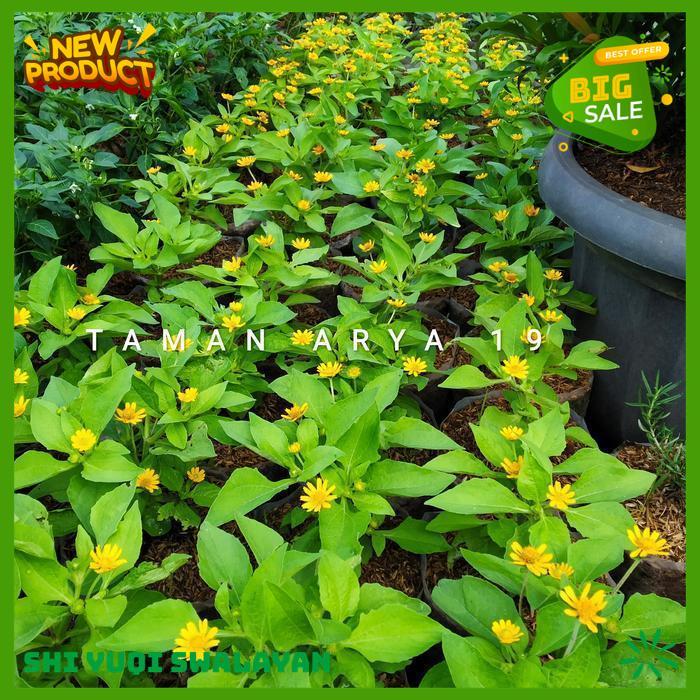 TANAMAN HIAS BUNGA MATAHARI MINI BIJI BENIH TANAMAN BUNGA BEST QUALITY 