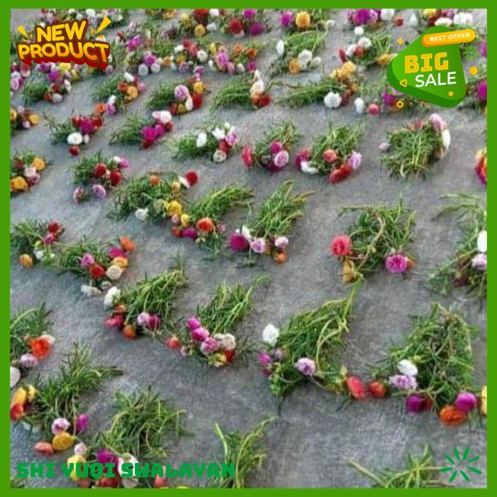 30CUTTING STEK BATANG BUNGA KROKOT BUNGA TUMPUK BERANEKA BIJI BENIH TANAMAN BATANG BEST SELLER 