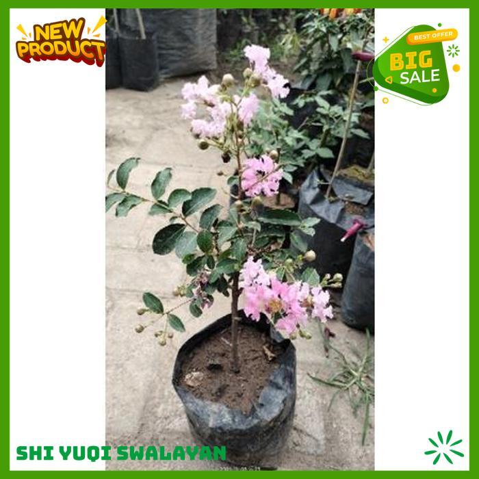 BUNGA SAKURA TANAMAN HIAS BIJI BENIH TANAMAN TANAMAN BEST QUALITY 
