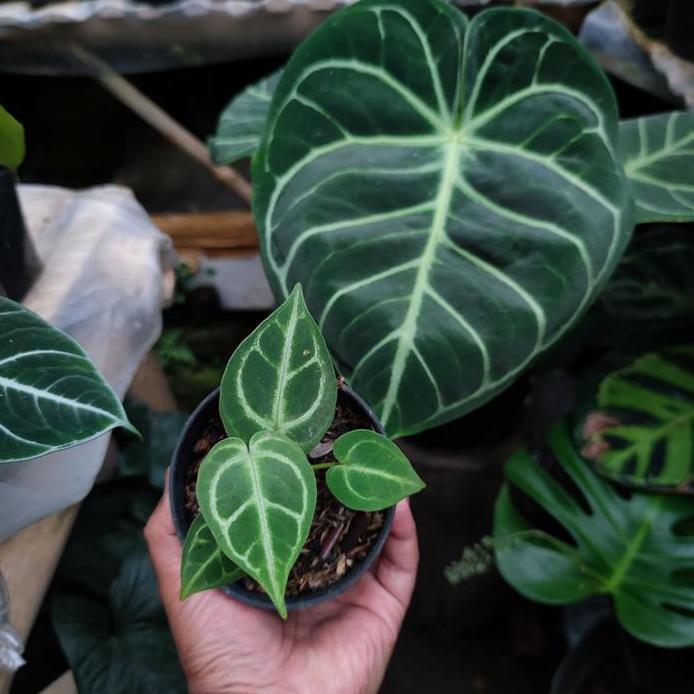 Anthurium Regale x Anthurium Dorayaki murah