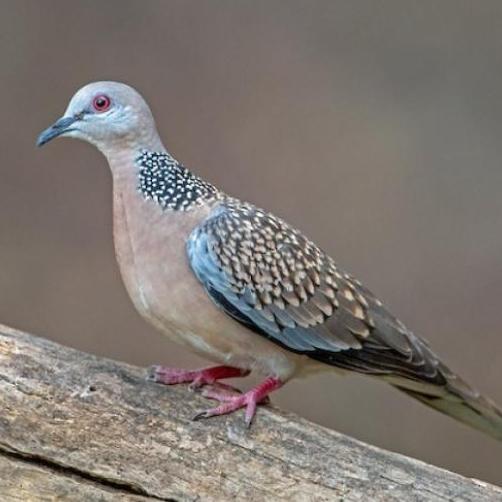 Dbutsu- Gabah Bangkok 1Kg Gabah Mini Untuk Ayam, Perkutut, Derkuku, Lovebird & Unggas Lainnya