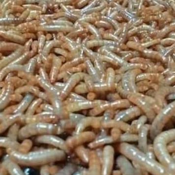 Dbutsu- Ulet Ulat Hongkong 1 Kg .