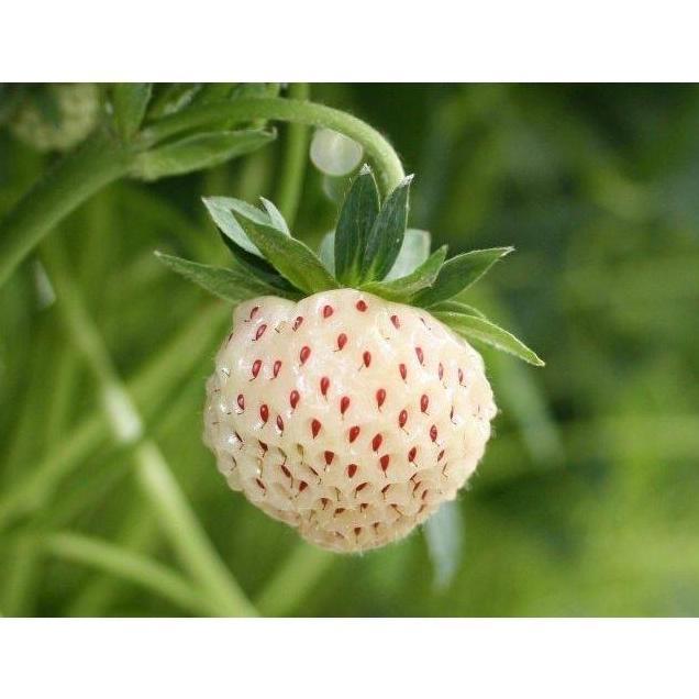 Benih Bibit Biji Buah Stroberi Strawberry White Alpine Import