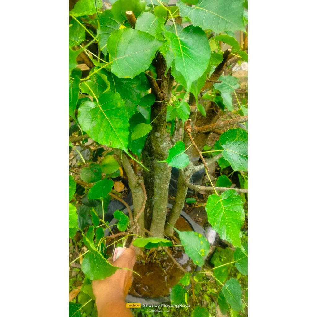 Tanaman hias import Bonsai ficus bodhi pupus merah