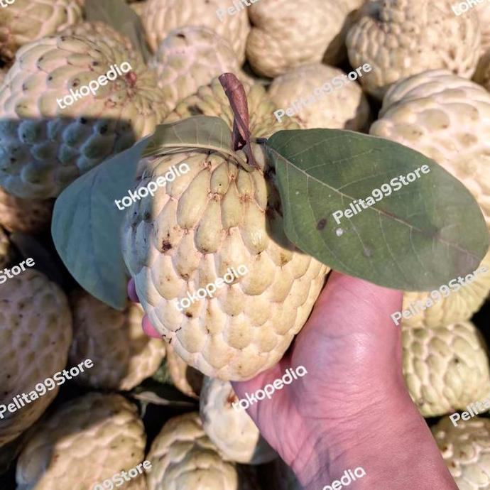 BEBAS ONGKIR - BUAH SRIKAYA LOKAL SUPER MATANG POHON