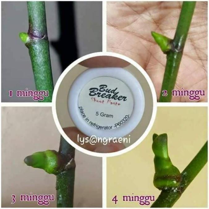 Bud Breaker 5 Gram Penumbuh Tunas Anggrek