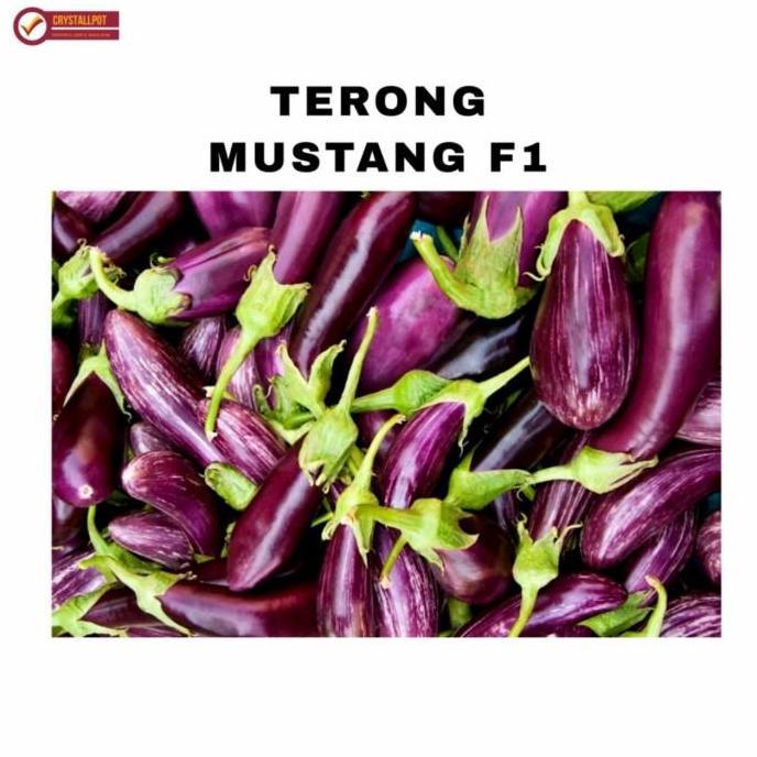 benih bibit terong ungu Mustang f1 cap panah merah - TERONG MUSTANG F1