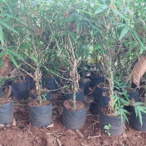 Tanaman hoki bambu nagin, bambu budha, bambu tasbih, bambu keris, bambu langka