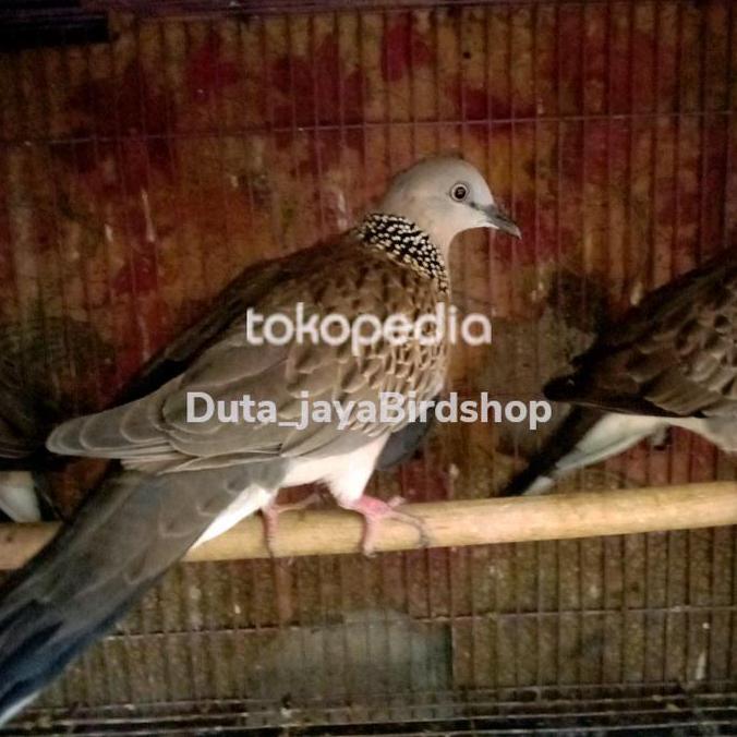 tekukur atau dekukur pilihan