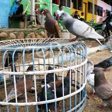 Burung Dara Satuan dan Sepasang Sehat Terawat