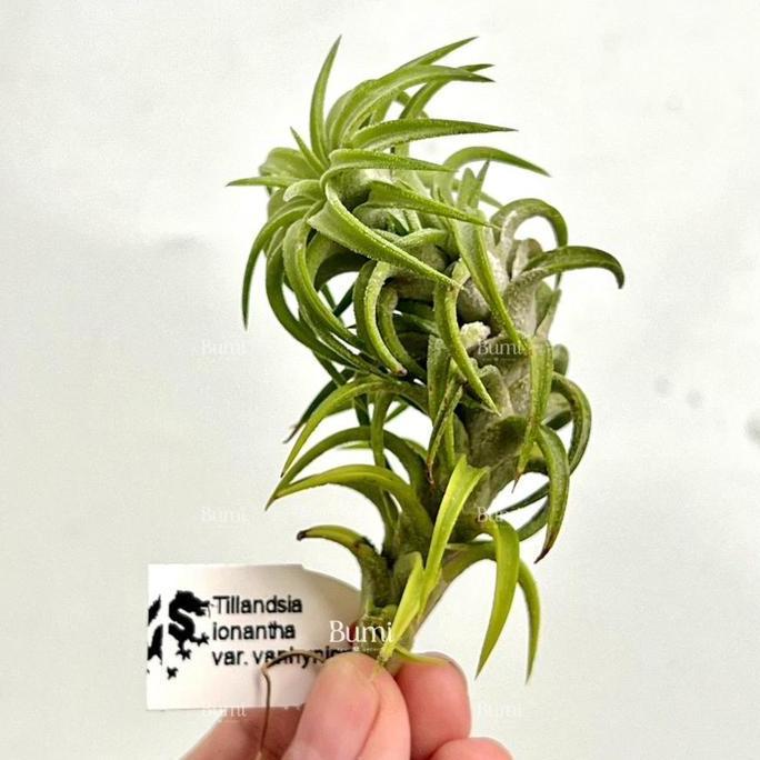 (PE) Tillandsia ionantha var. vanhyningii -  import BUMI Air Plant Udara