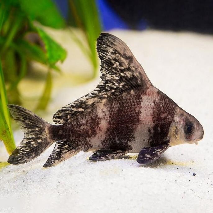 Chinese High Fin / CHF