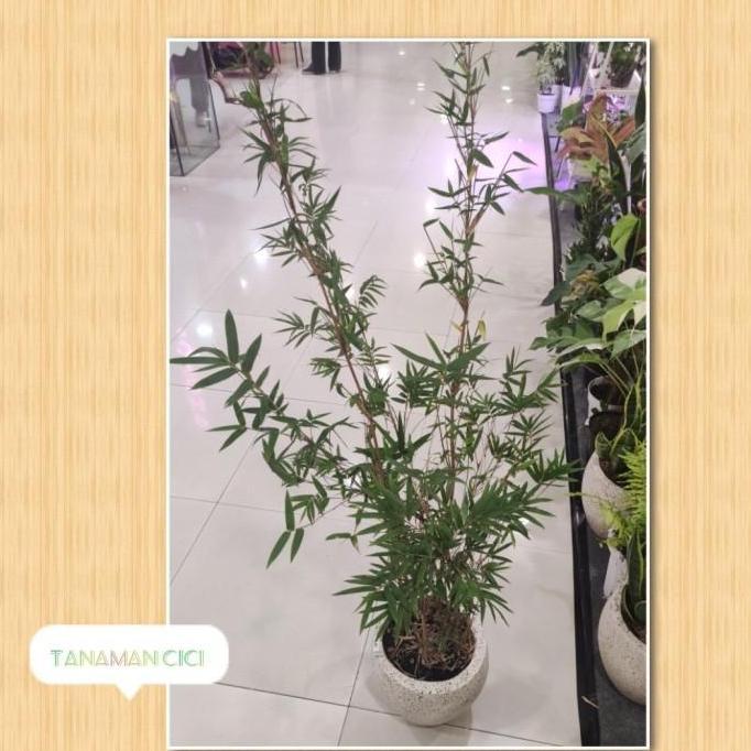 BEBAS ONGKIR - tanaman bambu cina bambu kuning hias rimbun tinggi