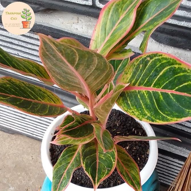 Aglonema lipstik puding on pot hitam