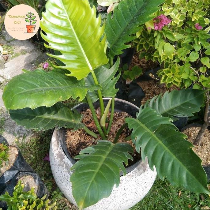 Philo Gergaji hijau ready surabaya barat philodendror green saw